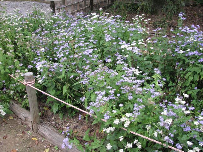 女郎花の寺・真性寺を訪問後、荒川にかかる水管橋を渡って藤袴の寺・法善寺を訪問した。<br />水管橋からは長瀞ライン下りの船が真下に見られ、写真撮影には絶好の場所であった。　又近くにはオートキャンプ場があり、キャンプを楽しんでいる人で賑わっていた。午後３時０５分に法善寺に到着した。　阿弥陀如来を祭ってあり、寺の扉は閉ざされていたが、寺の周囲は中々趣のある風景であった。<br />肝心の藤袴の花であるが、今年の猛暑のために遅れているとのことであった。咲いているのはアメリカの藤袴(赤味がかった花)が咲いていた。<br /><br /><br /><br />＊写真は藤袴の花<br /><br />