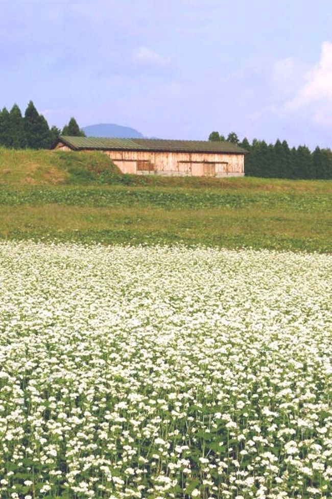 車で岐阜 中津川 椛の湖 そばの花 中津川 岐阜県 の旅行記 ブログ By シベックさん フォートラベル