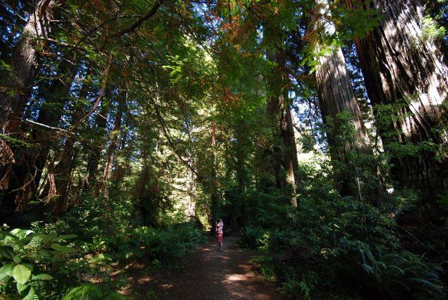 レッドウッド国立・州立公園 *** 北カリフォルニア～オレゴン3日間の旅 （3）