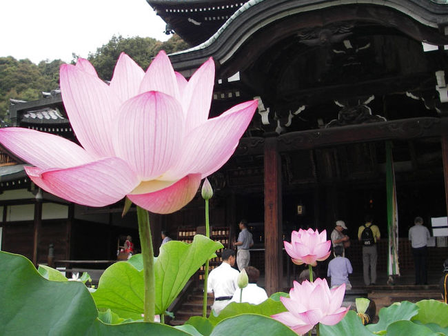 ハス酒って一体どんなもの?好奇心から友達を誘い、三室戸寺の『ハス酒を楽しむ会』に行ってきました。<br />別府観光港を夜出発し、翌朝大阪南港に到着、ニュートラムや地下鉄、京阪電車を利用して宇治へ。<br />三室戸寺のほか、源氏物語ミュージアムや宇治上神社、平等院、宇治川の散策などを楽しんで、その夜また船に乗って帰るという、2泊三日の気軽な旅です。<br />「ハス酒を楽しむ会」は先着300名(料金500円、入山料別途)9:00開始です。