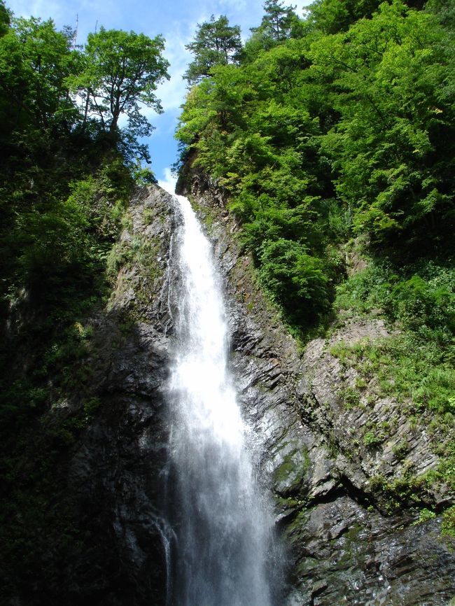 白神山地は青森県(西目屋村、鯵ヶ沢町、深浦町)から秋田県(藤里町、八峰町、能代市)にかけて広がり総面積13万ヘクタールのブナの原生林で1993年12月に世界遺産に日本で初めて指定された。<br />ブナは葉っぱがスプーン状になってて雨を受け枝を流れ幹(樹幹道)をつたって土に染みこむ。<br />湿気が多い。