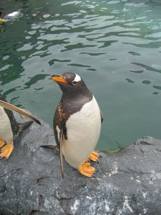 富良野のキャンプ場から車で１時間<br />ここは日本１を争う旭山動物園。<br />さすが！平日にもかかわらず凄い人人人<br />団体ツアー客も多〜い。こんなに大人がいっぱいの<br />動物園って初めてかも〜。<br />こんなに大人ばかりだと小さい子はなかなか見えないね。<br />それに、なんて坂が多いのでしょう！！(＠_＠;)<br />園内は坂だらけ、お年寄り用に園内循環のシルバーバス？が<br />走っているけど、モグモグタイムを短時間で効率よく見るには<br />やっぱ自分の足で歩かないとね。園内はたいして広くないけど<br />やっぱ坂が堪えます。今回私は母用に園内で車椅子を借りて<br />押して歩きましたが・・・と〜っても大変でした(-&quot;-)<br />急な坂の下には係りのおじさんが手を貸してくれましたが、<br />殆どは一人で押して歩かないといけないので、汗だく筋肉痛<br />電動車椅子でないとかなりキツメ(-_-;)<br /><br />足の悪い方、車椅子を押す方は覚悟していってくださいね。<br />（体重の軽い車椅子の方なら大丈夫かな^^;　うちの母は結構<br />太めで・・・辛かったの＿/￣|○）