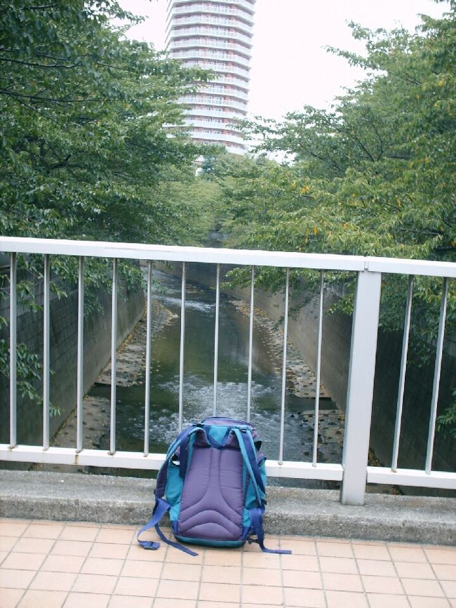 東中野駅すぐ傍の神田川です。桜咲く頃に行くべきでした。