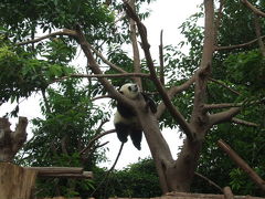 また来ちゃった大熊猫繁育研究基地