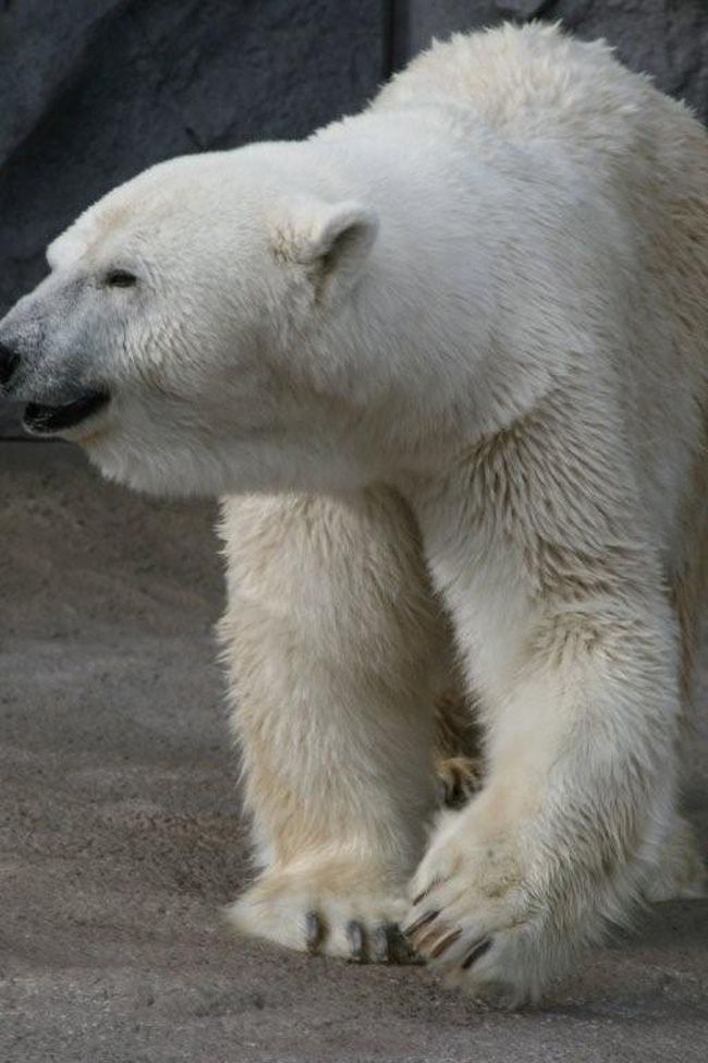 やっっっと行ってきました！<br />噂の旭山動物園へ。<br /><br />水族館同好会のメンバーは、<br />さかな好き、海獣好き、というよりも、<br />つまりはもともと動物好き。<br /><br />２泊３日の旭川滞在。<br />まんなかの１日を動物園で費やそうと決め、あとはまったくの未定で旅立ちました。<br /><br />この旅メインの２日目。<br />旭山動物園へ!!<br />はりきりすぎて開園の１時間も前に到着…そして”蛍の光”が流れるまで…<br />