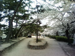 07.04.07兵庫県桜レポート?岡本南公園・夙川公園・須磨浦公園・明石公園