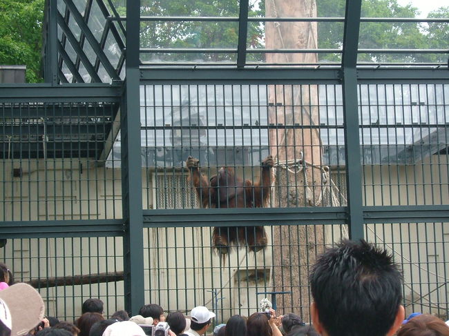 最終日は人気の旭山動物園に行きました。<br />実はこのツアーには旭山動物園の入園券が付いていたのです。<br />迷ったのですが、帰りの飛行機が午後７時台だったこともあり<br />行くことにしました。<br />さすがに何度もテレビに取り上げられいて、夏休みだったせいか<br />物凄い人、人、人でした。<br />それを見ただけで、ドッと疲れがでてしまいました。<br />どこも３０分以上の待ち時間。<br />時間とお金を掛けてまでも来た割には、ゆっくり見学することも出来なかったのが残念です。<br />