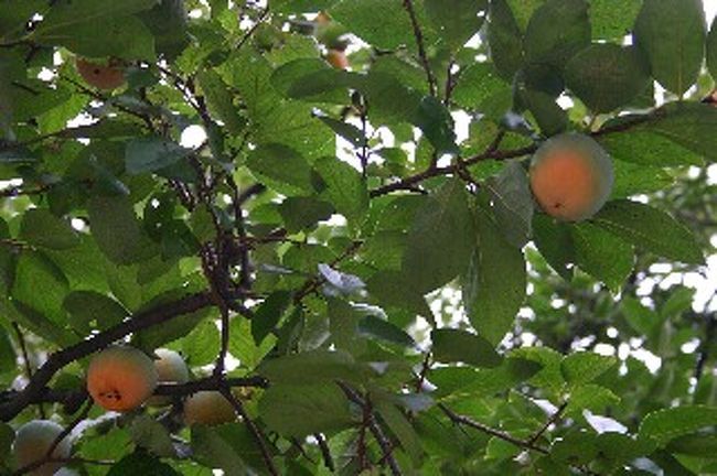 近郊の梨園に行ってきました。最寄の駅は南武線稲田堤。川崎駅からでも30分ほどです。実はこの地域一帯には数多くのなし園があり、梨の名産地でもあるのです。ちなみに、写真は柿の木です。