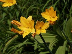 初めての北アルプス挑戦・槍ヶ岳?　槍ヶ岳で見たお花