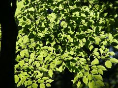 みたび大台ケ原～緑の世界～２