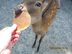 奈良公園散策。若草山は閉山中。