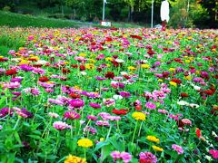 ★遠軽　「太陽の丘えんがる公園」　日本最大級のコスモス園