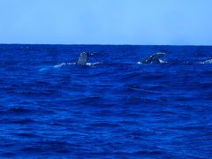 07ｵｰｽﾄﾗﾘｱ周遊の旅：３日目（モートン島・鯨ウォッチング
