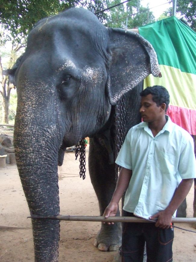 ■Polonnaruwaへ向かう途中で、Elephant Safari体験です。<br />ほんのちょっとゾウに乗れればよかったので、川の中まで入っていく本来のコースはやめて、値切ってちょっと短めのコースにしてもらいました。<br /><br /><br /><br />■Kandyからの帰り道、ピンナワラの象の孤児園へ。<br />ちょうど川で水浴びの時間です。