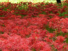 小さな秋を求めて　”辻の彼岸花”