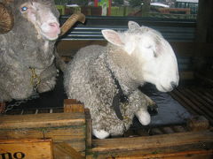 2005夏、ニュージーランド旅行記(16)：6月24日(5)ロトルア・羊の毛刈