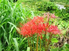 2007初秋、天白川河畔の花など(その2)：彼岸花、白い彼岸花のシロバナマンジュシャゲ