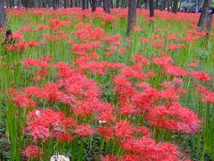 『天上の華』～巾着田・彼岸花群生～