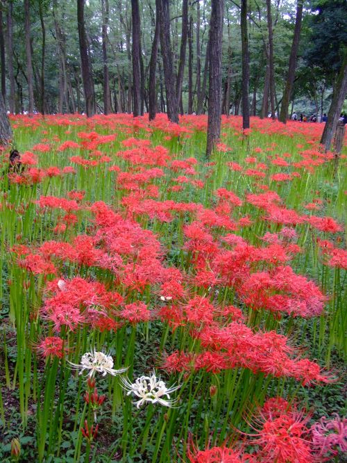 天上の華』～巾着田・彼岸花群生～』日高・鶴ヶ島・坂戸(埼玉県)の旅行