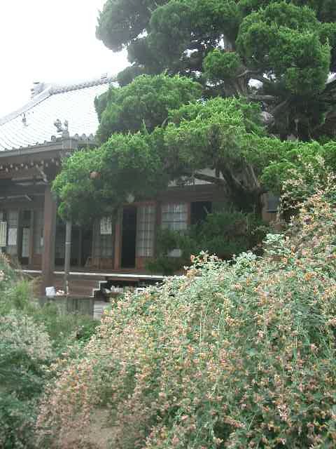 稲沢市に萩の庭園で有名な「萩の寺」、正式には、円山禅寺があります。お庭からも、ご住職の豊かな心意気が感じられるすてきなお寺です。<br />ちょっと遅めでしたが、萩をながめながら、やっと来た秋を感じました。