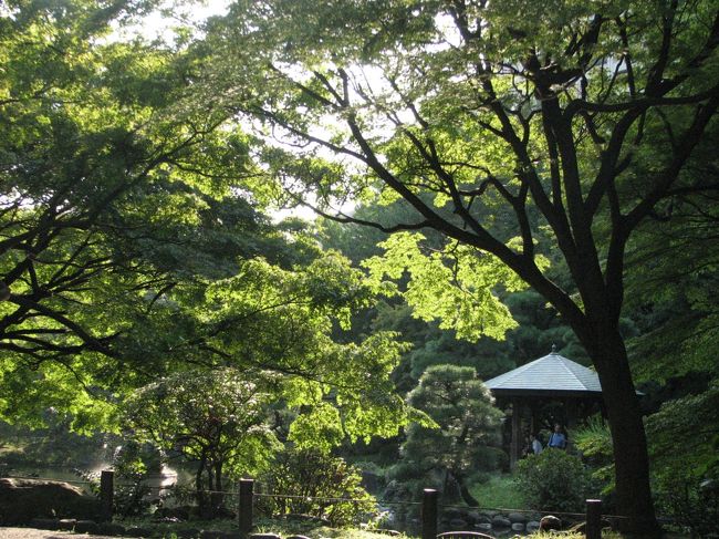 １０月４日、午後３時過ぎに新橋での所用のついでに日比谷公園を散策した。　すっかり秋の景色であるが日中の気温は２５℃くらいあり、ウォーキング途中で少し汗をかいた。<br />久しぶりの晴天であるためか、見られる全ての景色が輝いて見えた。<br />とりわけ、日比谷公園の雲形の池における逆光線で輝いている紅葉の風景が見事であった。<br /><br /><br /><br />＊雲形の池における逆光線で輝いている紅葉の風景