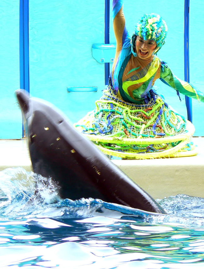 最終日はホテルをチェックアウト後、荷物を宅配便で送って新江ノ島水族館に行きました。<br />この水族館に行くのは初めてで、余り期待はしていなかったのですが、規模こそ大した事はありませんが、なかなか見応え充分で、写真を沢山撮ったので前・後編に分けて記したいと思います。<br />