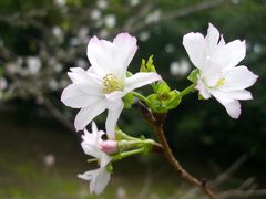 十月桜が見ごろだというので　新宿御苑へ