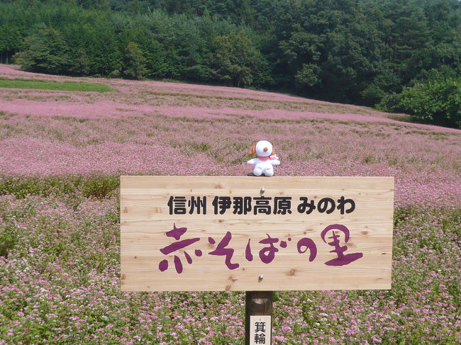 2003年10月のシベックさんの旅行記を参考にさせていただき、長野県箕輪町にある赤ソバ畑に行ってきました。４haの畑が一面ピンクに染まって、それは見事な景観でした。<br />その旅行記がを見ることがなければこんなに素晴らしい場所を知る由もなかったと思います。シベックさん、本当にありがとうございました。