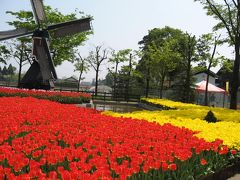 咲き乱れてます！チューリップ祭り！