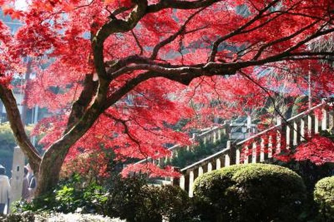 神奈川県内で紅葉の美しい寺として有名な大雄山最乗寺で紅葉を鑑賞してから明神ガ岳に登り箱根・宮城野に下るハイキングを楽しんできました。<br /><br />http://www.daiyuuzan.or.jp/