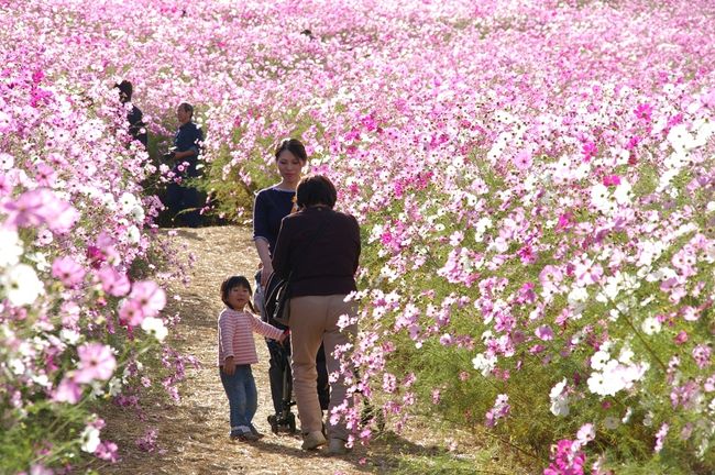 夢の平へコスモスを見に行ってきました。<br />＊今がちょうど見頃でした。<br />＊夢の平「コスモスウオッチング」については砺波市HP（10月）のとなみ夢の平コスモスウオッチングをご覧ください。ライブカメラもあります。<br />　＜砺波市HPとなみ夢の平コスモスウオッチング＞<br />　　http://www.city.tonami.toyama.jp/kanko/event/cosmos/cosmos.html<br />