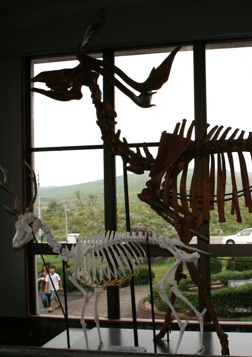 ひとり旅 [151] 山口ぶらり旅「秋吉台科学博物館?」山口県秋芳町