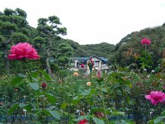 バラの鎌倉文学館から妙本寺まで～中原中也の鎌倉を歩く