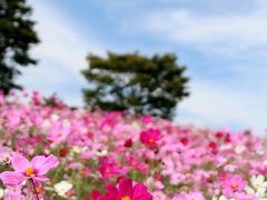 お花の写真が撮りたくて！Part5　爽やかな秋を感じるコスモス＠昭和記念公園