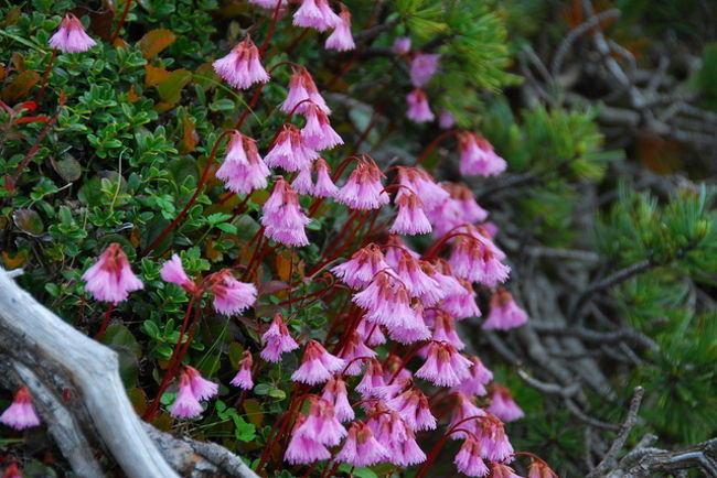 夏の八ヶ岳 07 花の硫黄岳 2760m 長野県の旅行記 ブログ By Kasagoさん フォートラベル 夏の八ヶ岳 07 花の硫黄岳 2760m 長野県の旅行記 ブログ By Kasagoさん フォートラベル