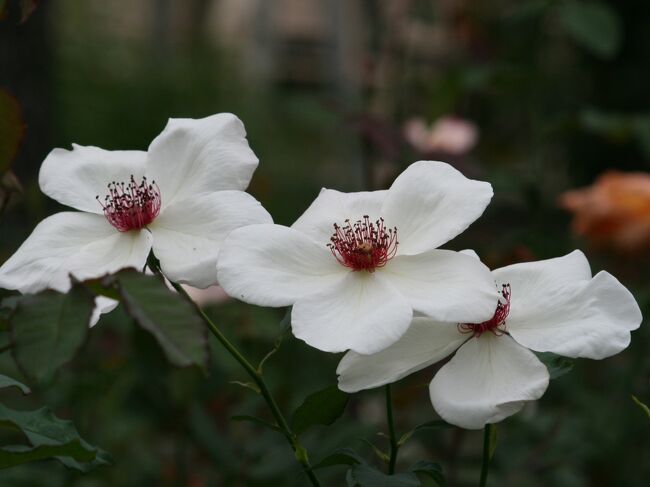 なばなの里の秋薔薇探訪の続きです。