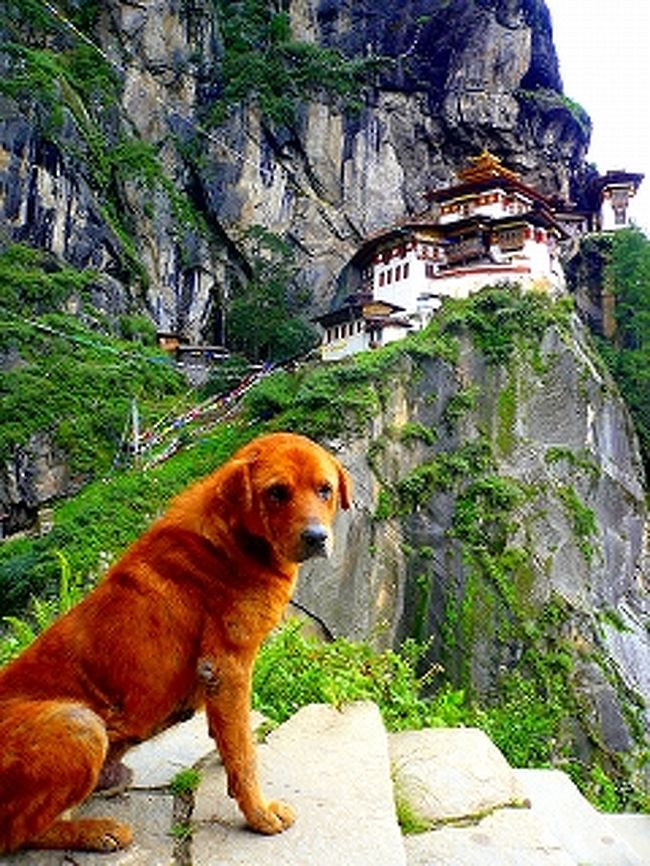 ブータンの街のいたるところで犬を見かけた。首輪をしていなので、ほとんどが野犬だろう。<br /><br />　輪廻転生を信じているブータン人は、生き物をことのほか大事にする。食事で出てくる肉の多くは、インドから輸入しているというから驚きだ（それほどブータン人は殺生を嫌う。ちなみに蚊は普通に殺していたけど）。<br /><br />　そんなブータンは、犬たちにとって天国だろう。保健所の犬狩りに怯えたりすること無く、自由気ままに生きるのだから（まるでマンガ「流れ星・銀河」の世界そのままに、徒党を組んでいる野犬軍団の姿をよく目にした）。<br /><br />