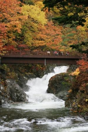 道南地方も、今が紅葉のピーク。<br />前日の大雨も上がり、虎杖浜温泉へ行く前に、ぐるっと大回りをして、大滝⇔白老間の道道８６号線「四季彩街道」の紅葉巡りをしてきました。<br />大滝の「三階滝」は以前行った時は、鄙びたところだったのが、すっかり整備されて、「秘境」のイメージがなくなってちょっと残念…<br />でも、前日の大雨のせいか、水量もかなり多く、紅葉も雨に洗われ、すがすがしく、マイナスイオンをたっぷり浴びてきました。<br />「四季彩街道」を通るのは実は初めて。<br />新聞のお薦めスポットを見て、知った次第です。＾＾；<br />白老まで３０キロ足らずだけど、とても見応えのある景色が続き、今まで知らなかったことが悔やまれるほどの絶景！<br />今まで見た中では我が家一押しの、紅葉スポットとなりました。<br />途中、きのこ直売所で「大なめこ」を買ったり、湧水を汲んできたりしながら、虎杖浜の温泉に入って、満足の紅葉めぐりの締めくくりとなりました。<br />