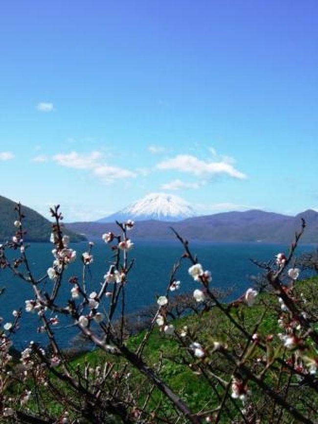 近くにありながら、行ったことがなかった「壮瞥公園の梅」（洞爺湖に行くのにそばは何回も通っているけどね）<br />今年は、「花巡り」をたくさんしようということで、行ってきました！<br />しかし、ちょっと遅かった！<br />前日までの強風もあいまって、梅はほとんど散った感じ…<br />でも、高台から、眺める洞爺湖とその後ろに控える羊蹄山と言うロケーションは文句なし！<br />（地元の銀行のカレンダーにも使われている場所だとか…）<br />来年は、最高のときに、絶対見るぞ〜！<br />