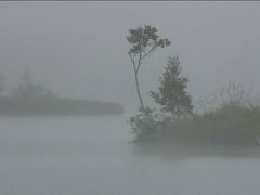 【動画あり】　初秋　霧の白樺湖