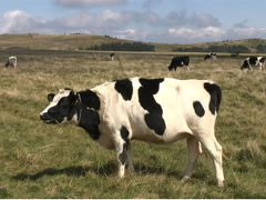 【動画あり】　初秋　美ヶ原　牧場の牛たち