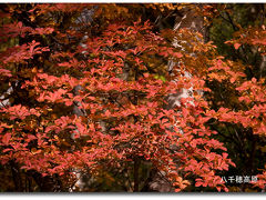 信州・八千穂高原の紅葉2