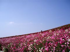 ～いばらき　花名所～　国営ひたち海浜公園