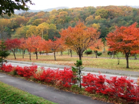 《登別市片倉町　道道３２７号　弁慶幌別線》<br /><br />夫が毎年１０月に、集中して訪れる取引先があり、そこへ向かう途中の、道路の「ドウダンツツジ」がそれはそれは見事！<br />私も以前に一度連れて行った貰ったことがあるのですが、すっかり魅了され、今週はそろそろ見ごろ！と言うことで、行ってきました。<br />我が家からでも車で、１０分ほど。<br />こんなに近くにも、紅葉の絶景はあるんですよね〜。<br />その前にちょっと寄り道して、これまた夫の取引先の現場から遺跡が発見され、工事をストップして遺跡発掘していると言うので、そこを見学に…<br />今日はお休みと言うことで作業はしてませんでしたが、社長から「勝手に入って見て来ていいよ」と許可を得たので、中々見られるものではないものを見させていただきました。<br />「雪虫」の集中攻撃にあいながら（笑）でしたが、もうすぐ訪れる初雪前の、最後の紅葉を楽しんできました。<br /><br />