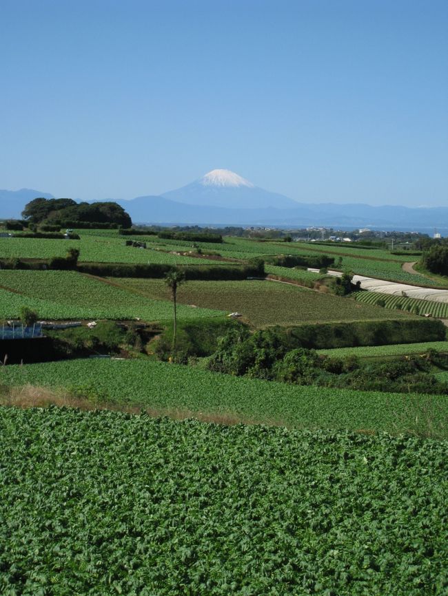 せっかくのいい天気。<br />近場ならお出かけする時間があったので、<br />三浦半島をちょこっと観光。<br />【コース】<br />三崎の朝市サミット→横須賀ヴェルニー公園→どぶ板通り<br /><br />朝市サミットは全国から朝市団体１５団体が結集し、<br />各地の名産を売るイベントです。<br />第12回の今回は三崎で行われました。<br />会場は大変な賑わい！海産物グルメを味わい、<br />ラッシャー板前も参加のマグロ解体ショーを観て楽しみました。<br />その後、帰り道がてら横須賀にも立ち寄りランチしました〜。<br />