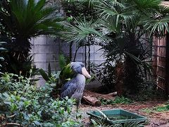 上野動物園～動物たちと私たちのゴハン