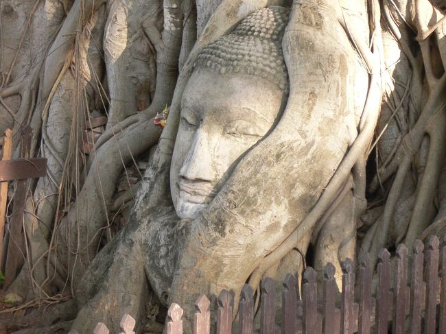 タイ旅行プーケット編の続きです。<br />バンコクでは市内のお寺めぐり、タイ北部にあるアユタヤーにも足を伸ばします。<br />木の根に取り込まれている仏像の頭部にはびっくりしました。事前に写真などを見ていない人にはショックな光景です。<br />