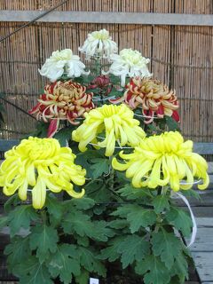 2007秋、名古屋城と菊花展(3/5)：城内展示の菊花展、三本仕立ての大菊、矮性仕立ての大菊