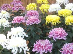 2007秋、名古屋城と菊花展(4/５)：5本仕立ての大菊、9本仕立ての大菊、5本仕立て５列の大菊