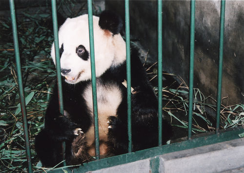 中国はチベットからパンダを盗んだ 中国はチベットからパンダを盗んだ (講談社+α新書 414-1C) | 有